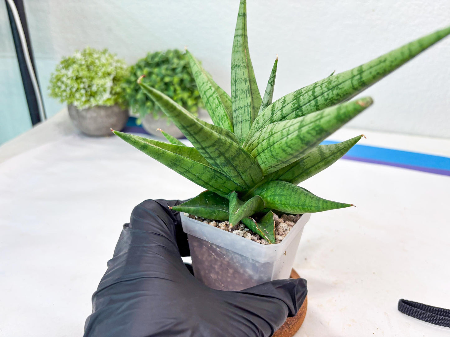 Sansevieria Bona (#Ba7) | Imported Plants | Rare Hybrid Species