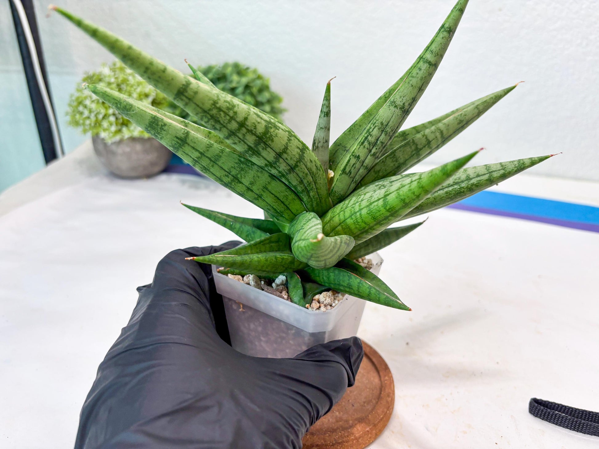 Sansevieria Bona (#Ba7) | Imported Plants | Rare Hybrid Species