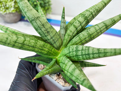 Sansevieria Bona (#Ba7) | Imported Plants | Rare Hybrid Species