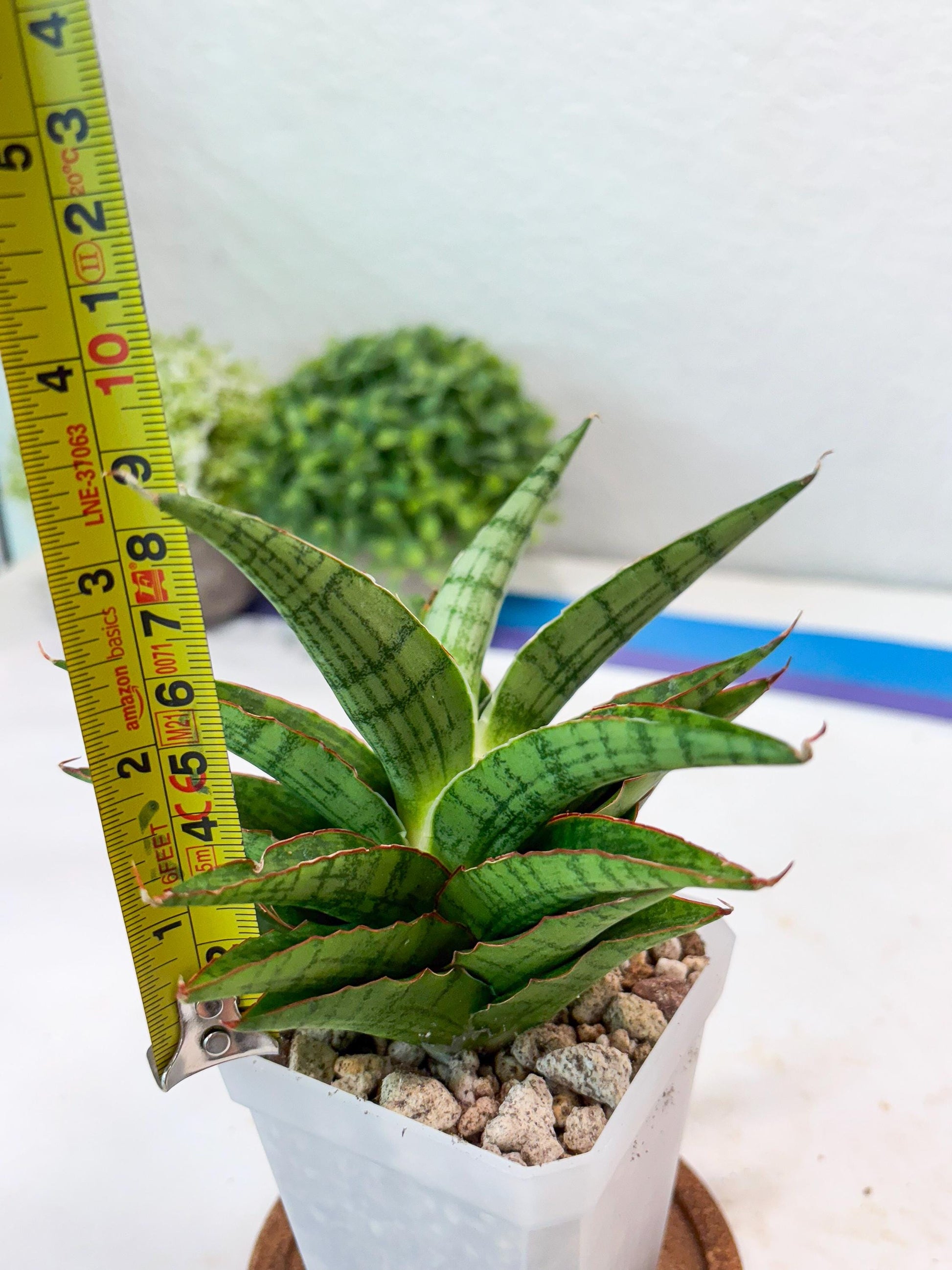 Sansevieria Catlin (#Ba8) | Imported Plants | Rare Hybrid Species