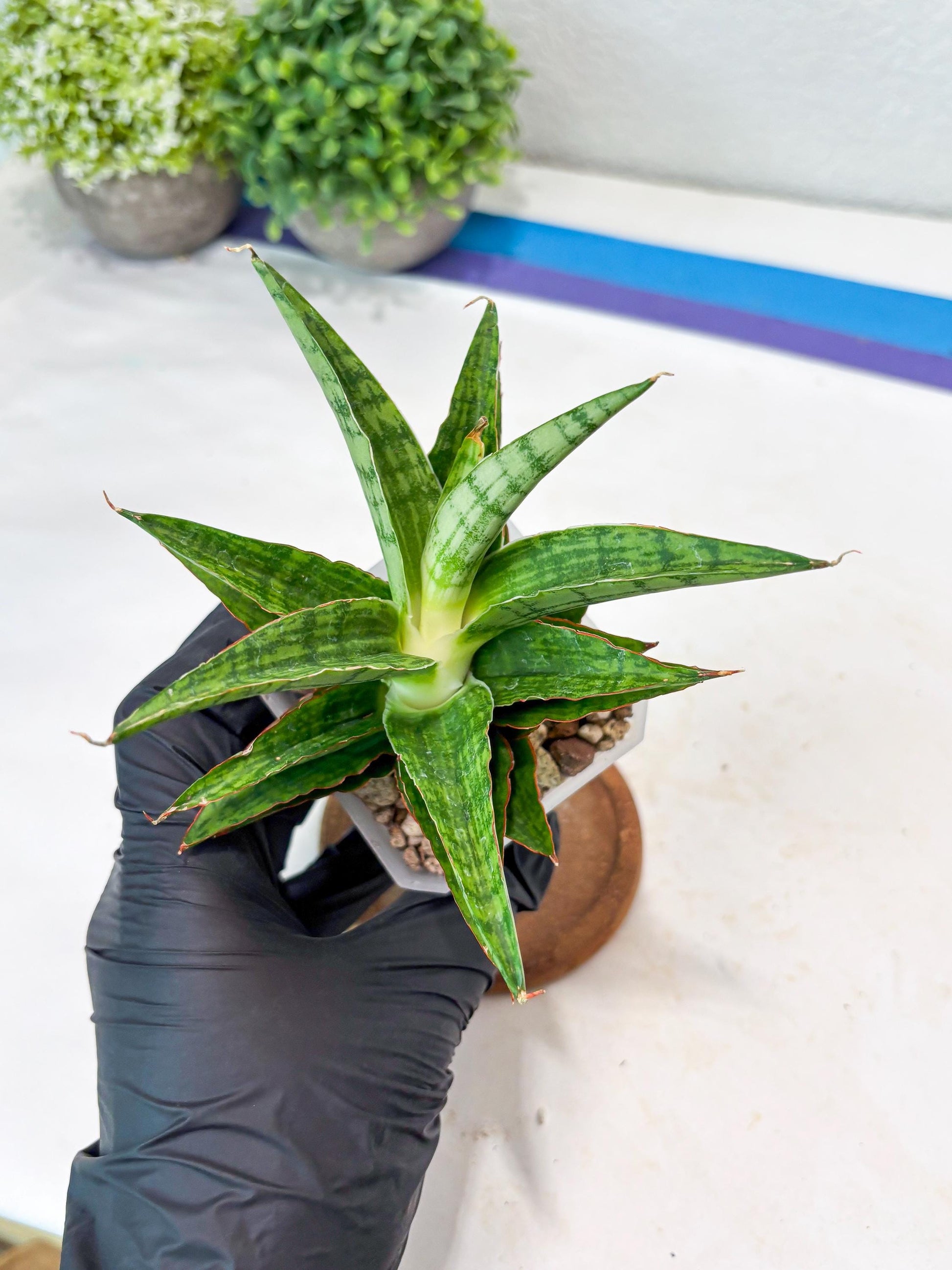 Sansevieria Catlin (#Ba8) | Imported Plants | Rare Hybrid Species