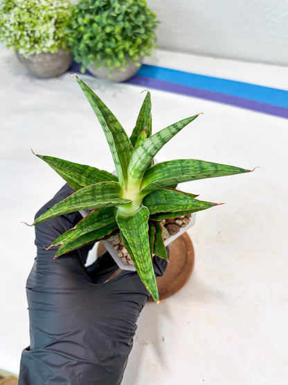 Sansevieria Catlin (#Ba8) | Imported Plants | Rare Hybrid Species
