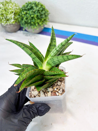 Sansevieria Catlin (#Ba8) | Imported Plants | Rare Hybrid Species