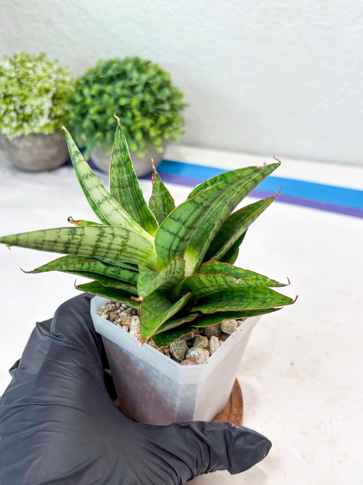 Sansevieria Catlin (#Ba8) | Imported Plants | Rare Hybrid Species