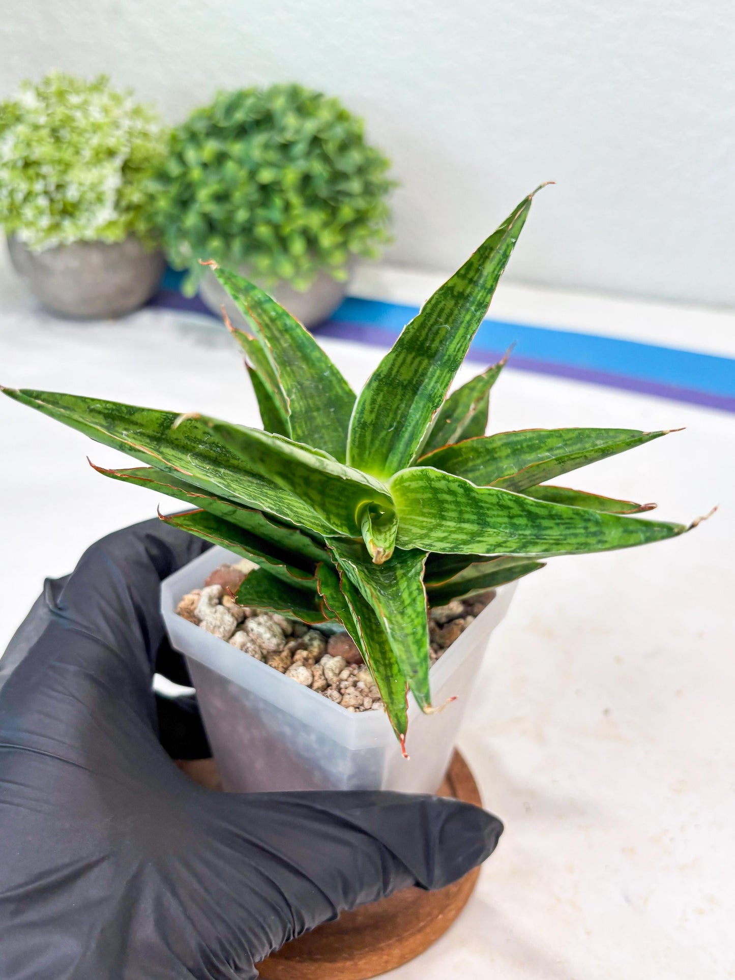 Sansevieria Catlin (#Ba8) | Imported Plants | Rare Hybrid Species