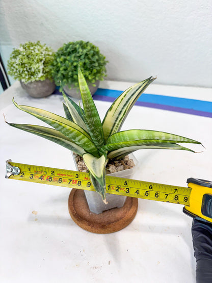 Sansevieria Cordova White (#Ba10) | Imported Plants