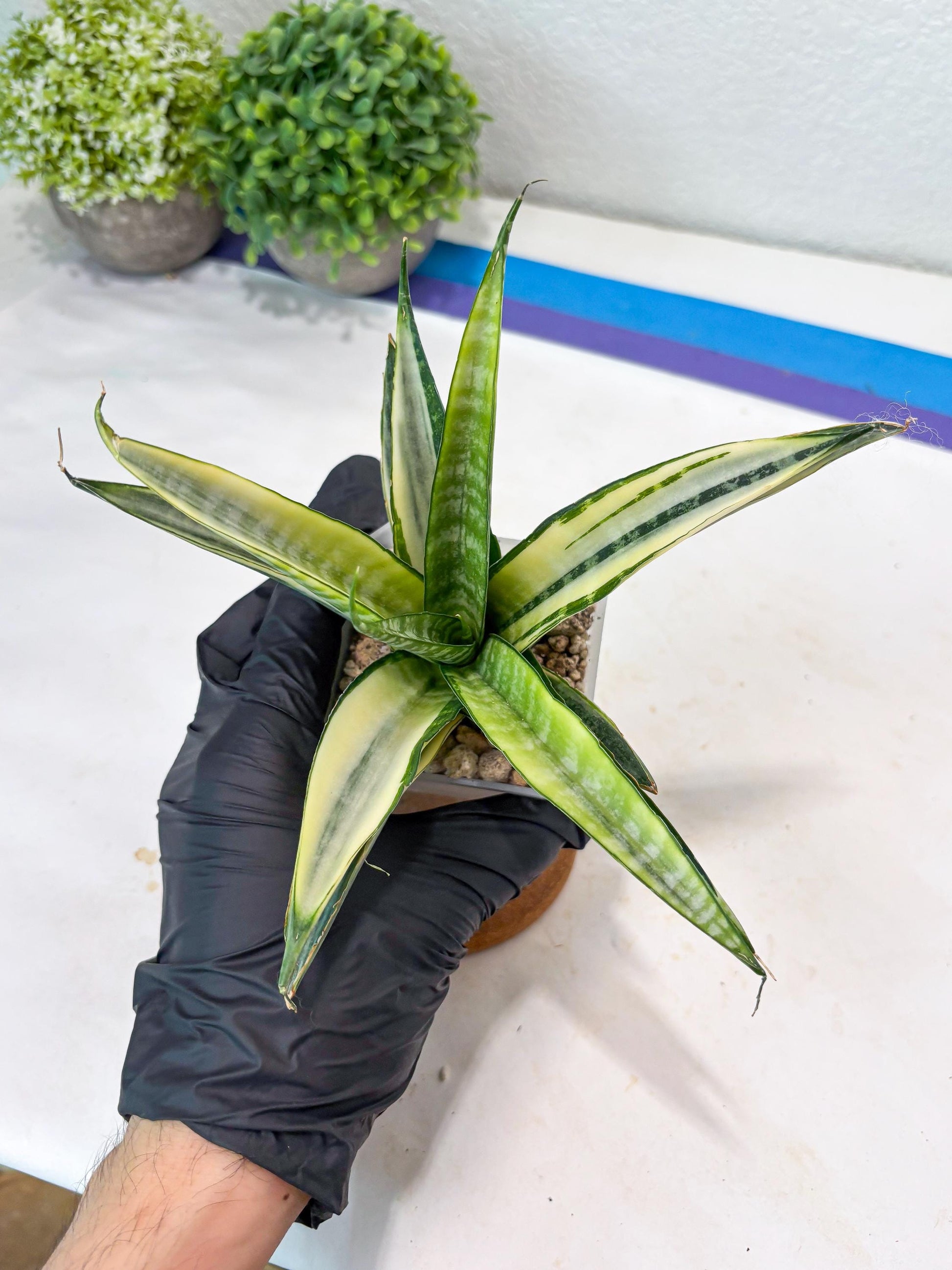 Sansevieria Cordova White (#Ba10) | Imported Plants