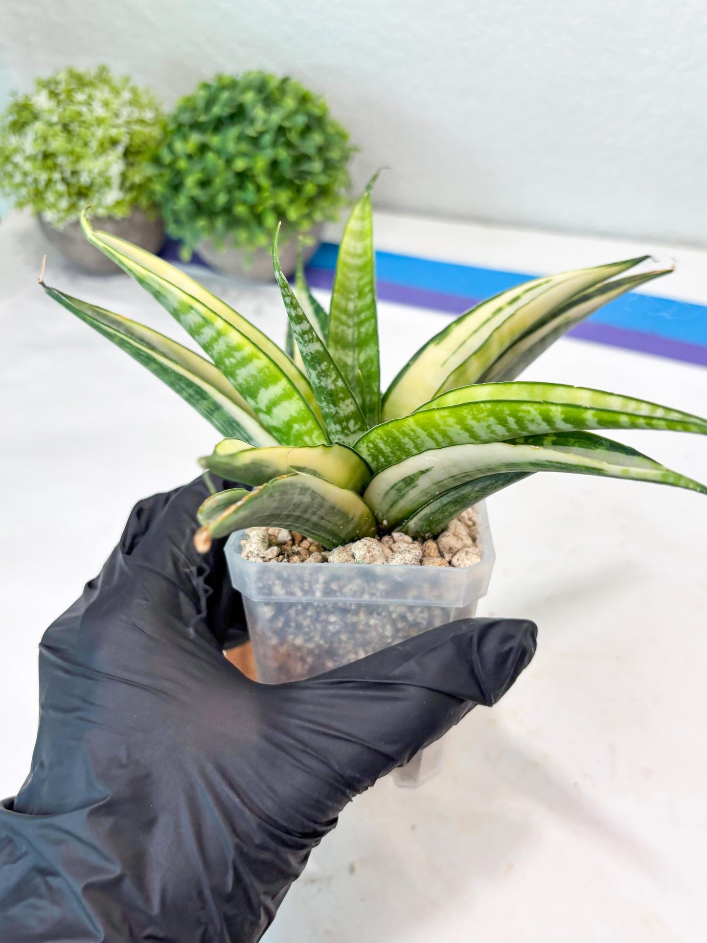 Sansevieria Cordova White (#Ba10) | Imported Plants