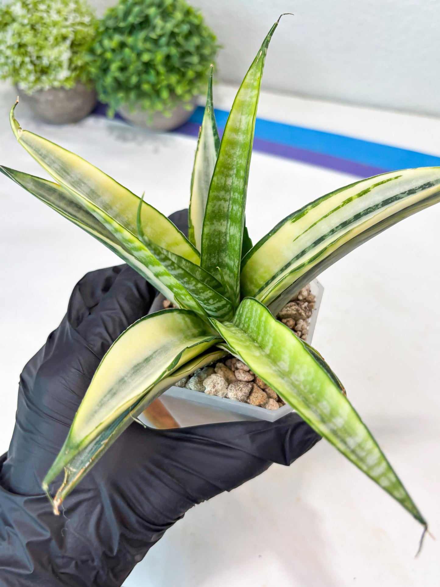 Sansevieria Cordova White (#Ba10) | Imported Plants