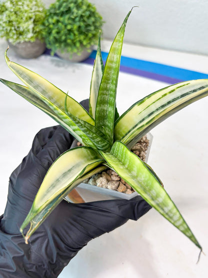 Sansevieria Cordova White (#Ba10) | Imported Plants