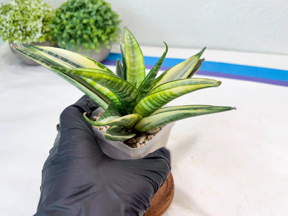 Sansevieria Cordova White (#Ba10) | Imported Plants