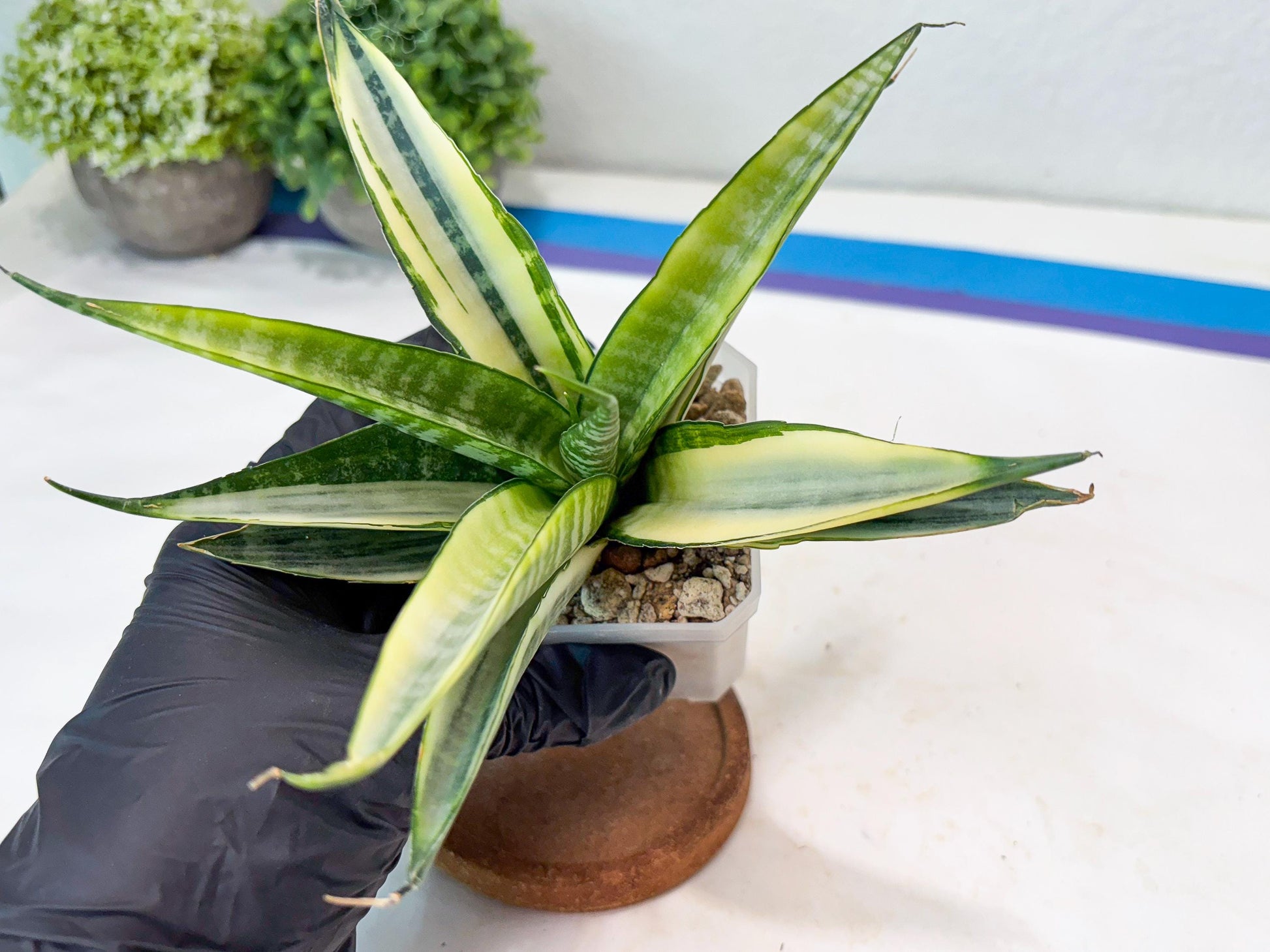 Sansevieria Cordova White (#Ba10) | Imported Plants