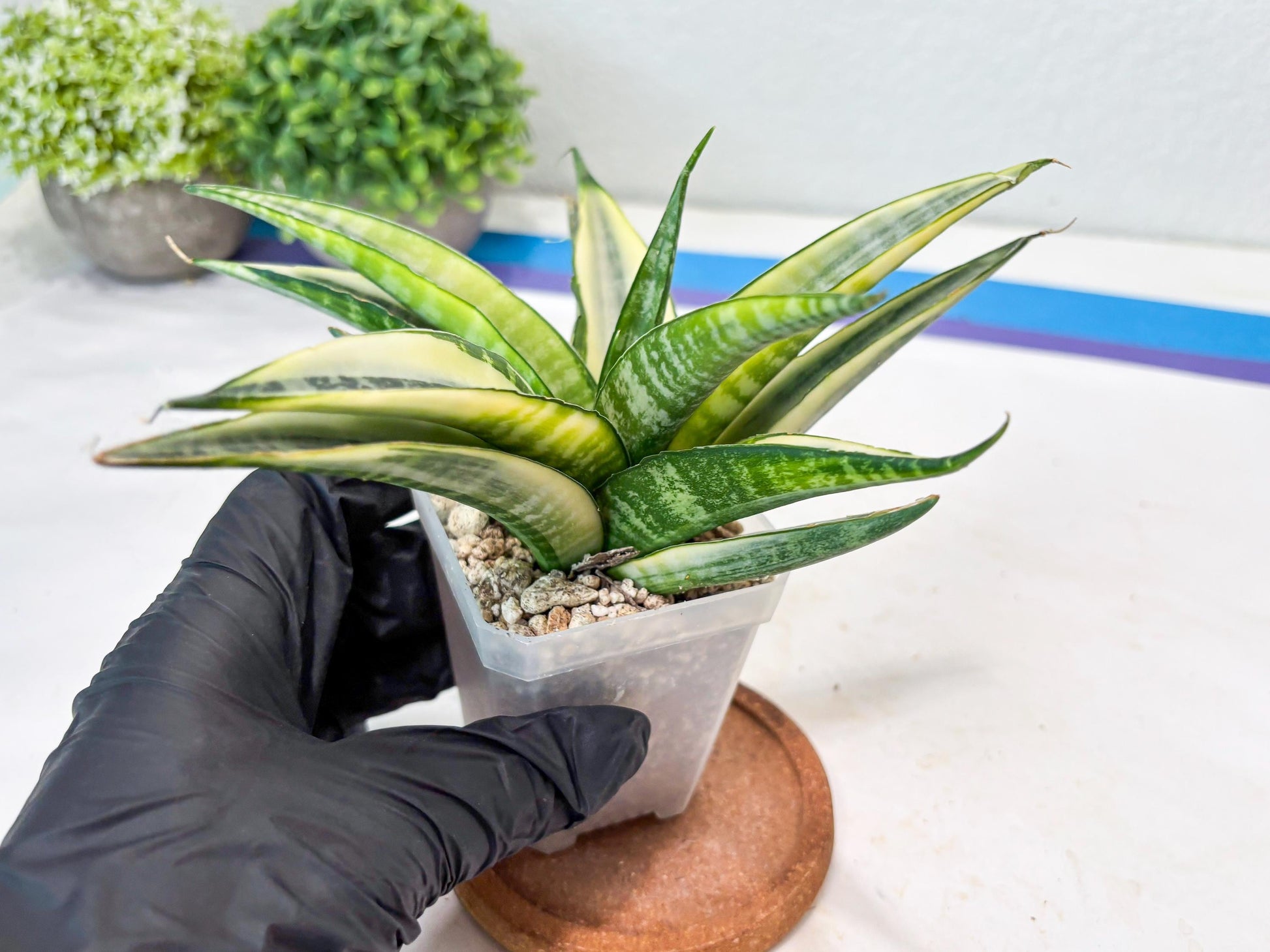 Sansevieria Cordova White (#Ba10) | Imported Plants