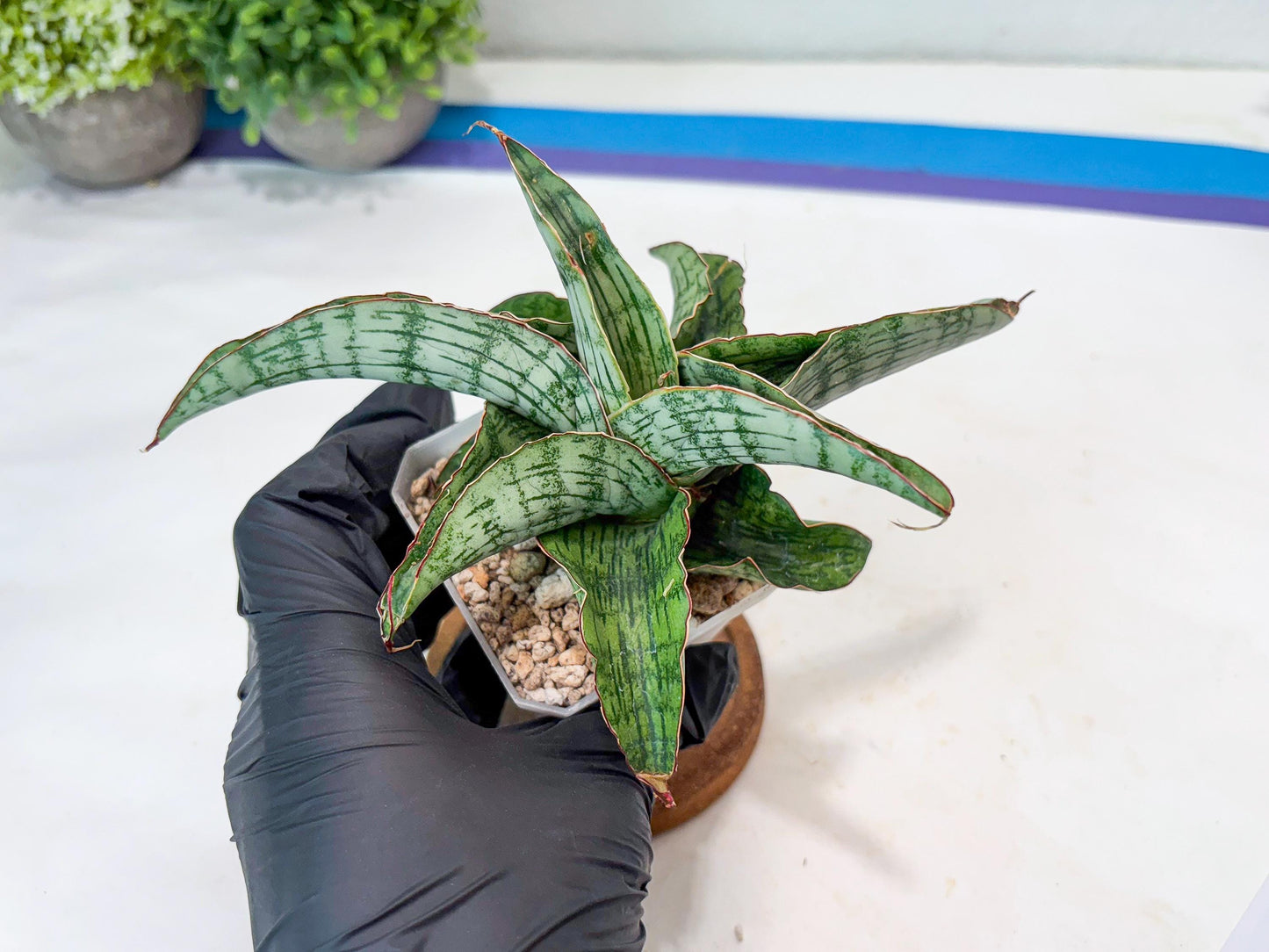 Sansevieria Gara (#Ba16) | Imported Plants