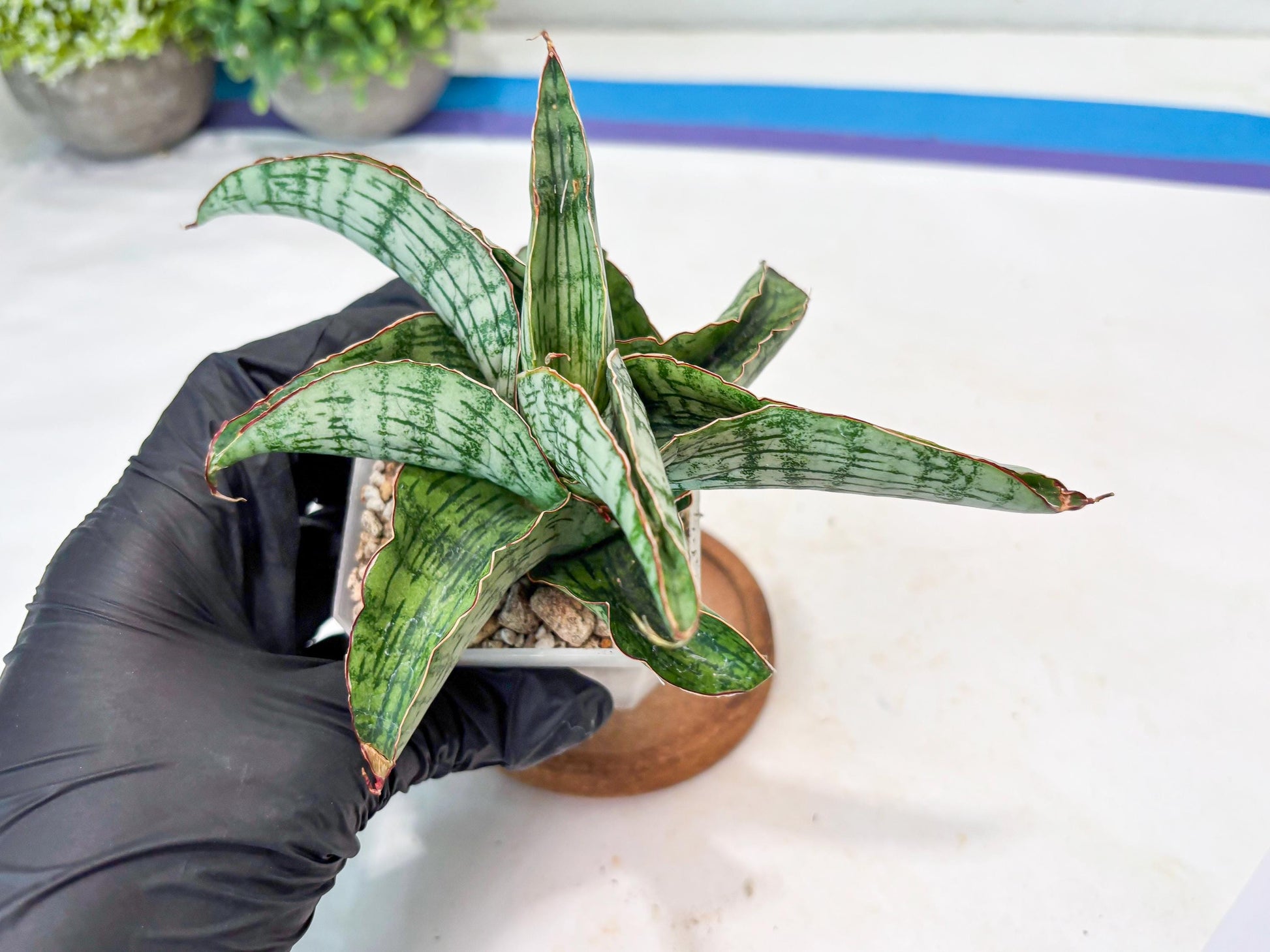 Sansevieria Gara (#Ba16) | Imported Plants