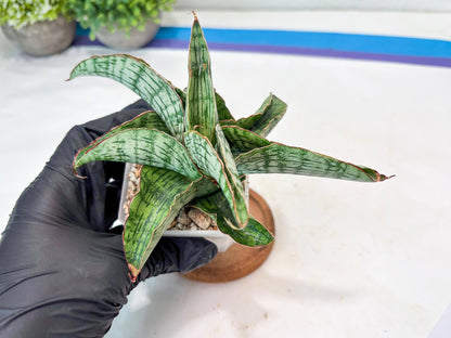 Sansevieria Gara (#Ba16) | Imported Plants