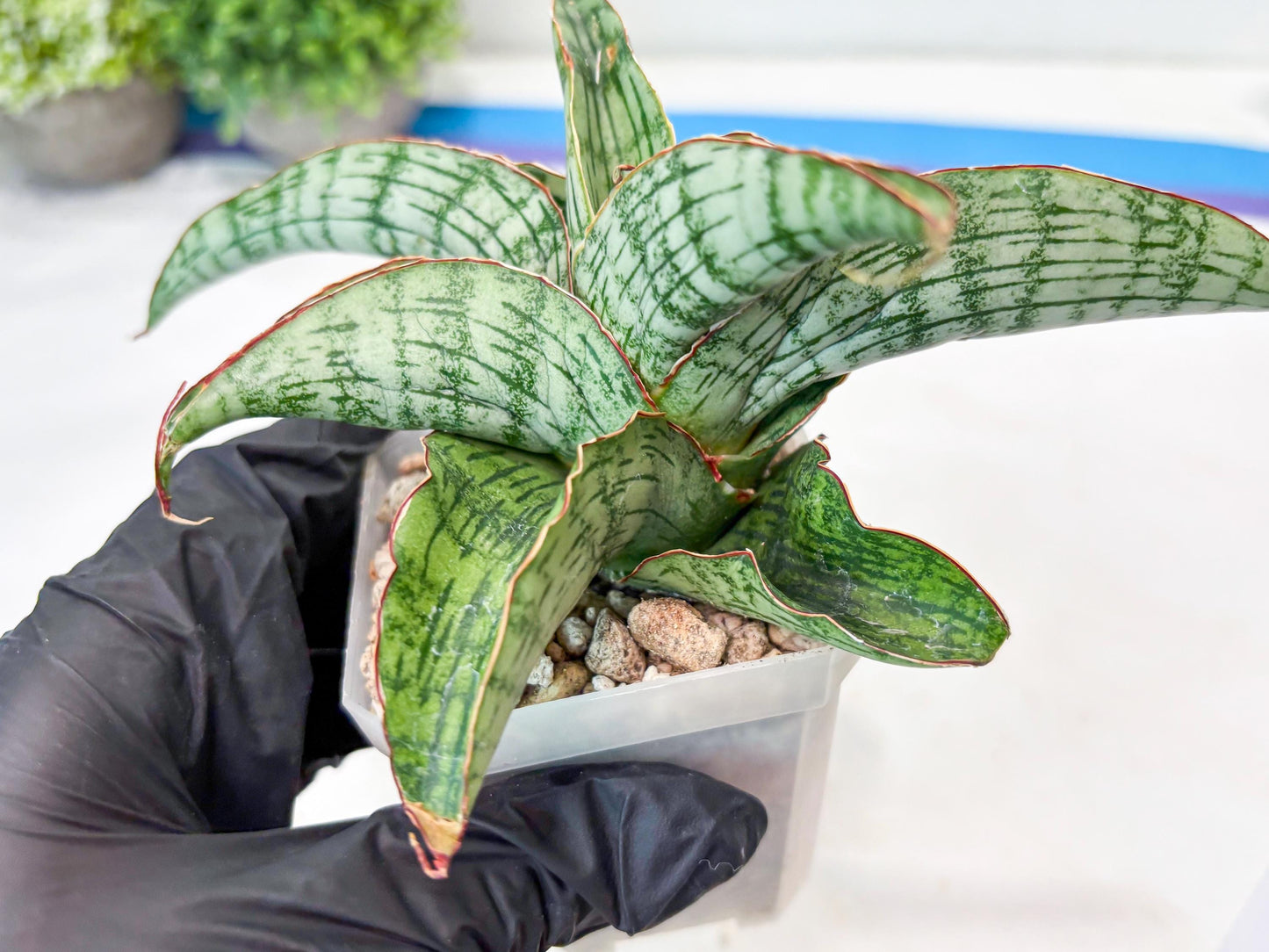 Sansevieria Gara (#Ba16) | Imported Plants