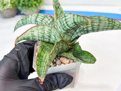 Sansevieria Gara (#Ba16) | Imported Plants