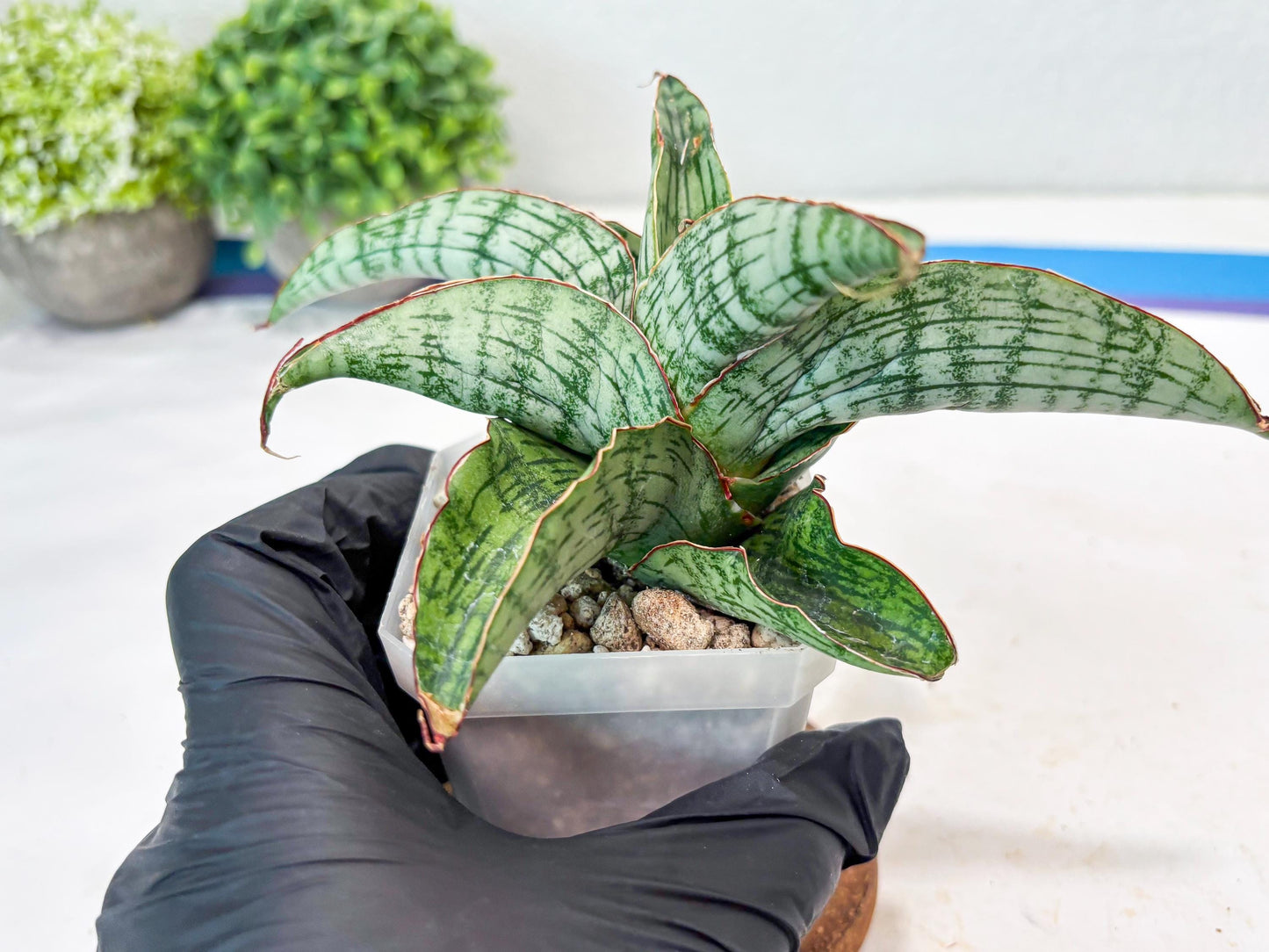 Sansevieria Gara (#Ba16) | Imported Plants