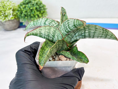 Sansevieria Gara (#Ba16) | Imported Plants