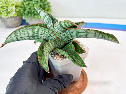 Sansevieria Gara (#Ba16) | Imported Plants