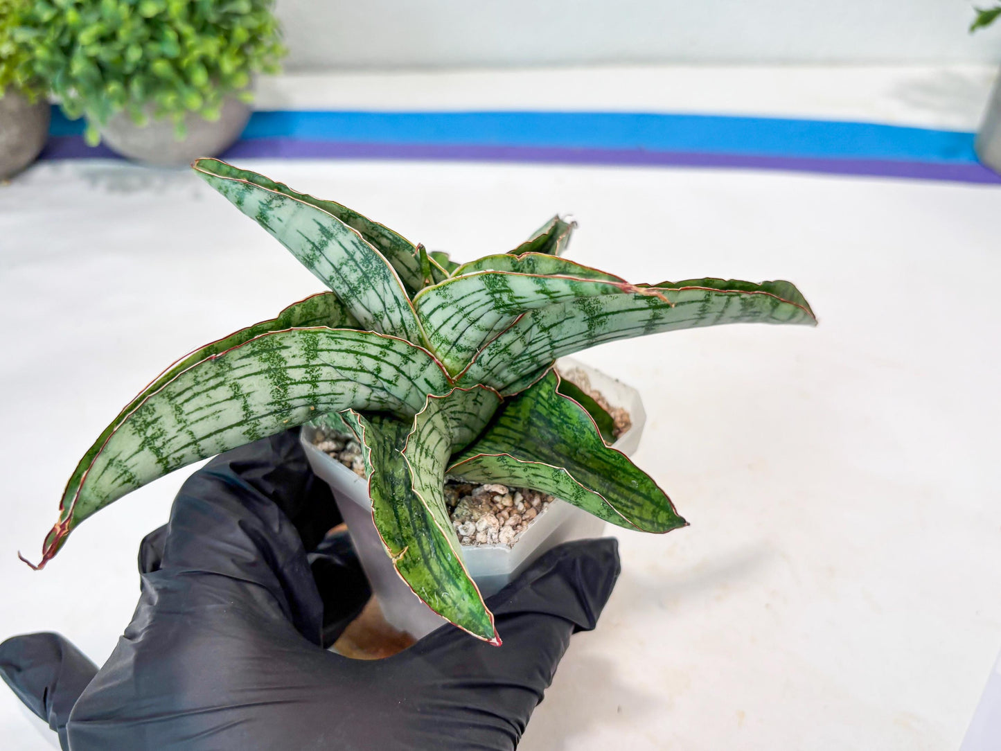 Sansevieria Gara (#Ba16) | Imported Plants