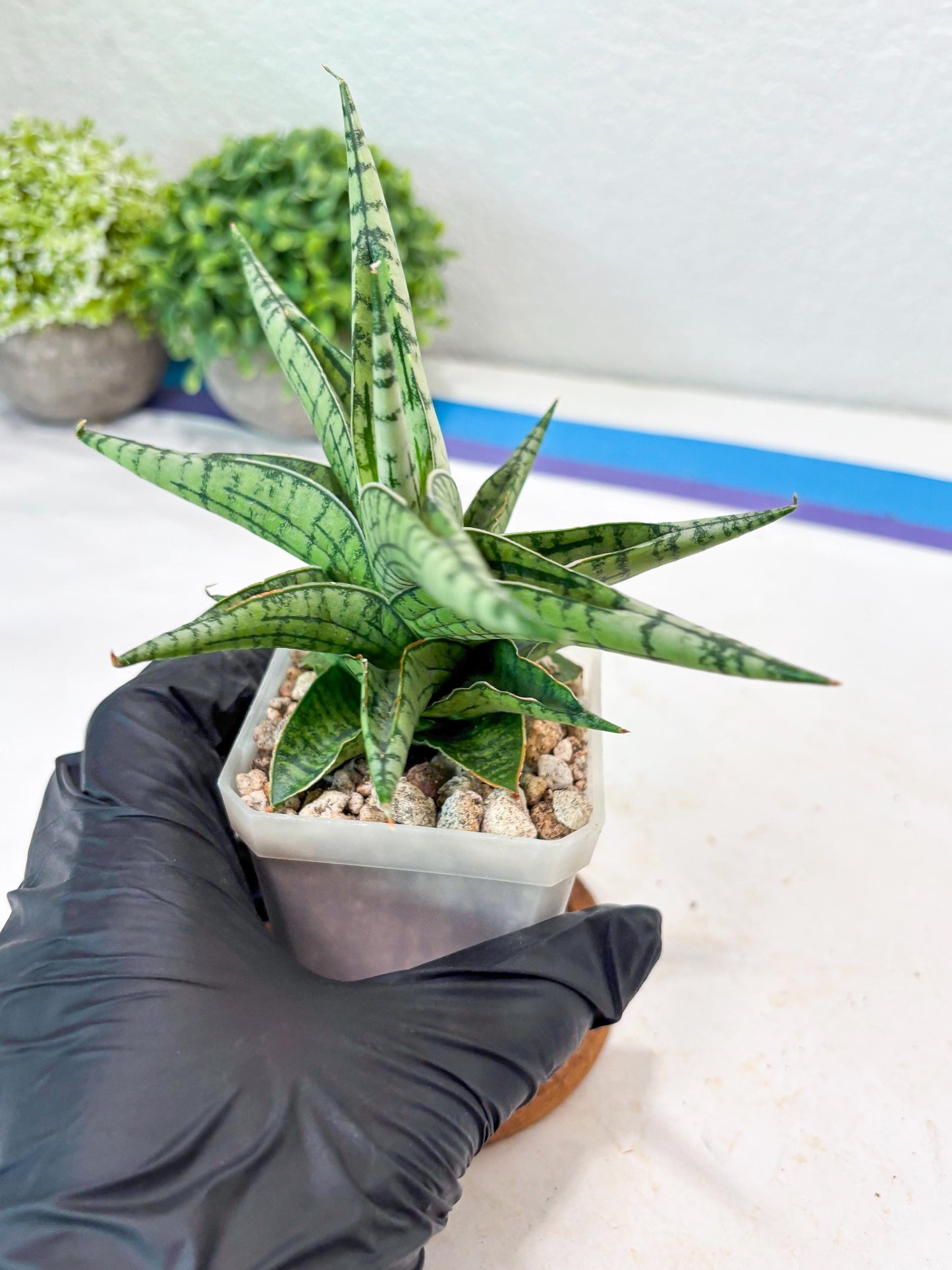 Sansevieria Irish Bella (#Ba22) | Imported Plants | Rare Hybrid Species