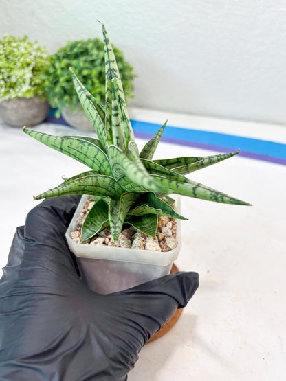 Sansevieria Irish Bella (#Ba22) | Imported Plants | Rare Hybrid Species