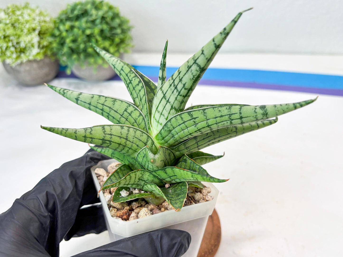 Sansevieria Irish Bella (#Ba22) | Imported Plants | Rare Hybrid Species