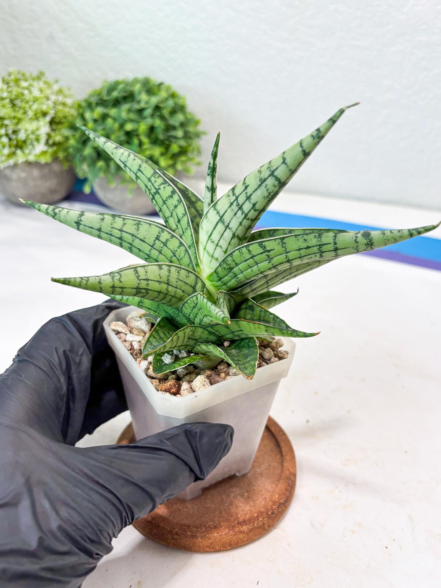 Sansevieria Irish Bella (#Ba22) | Imported Plants | Rare Hybrid Species