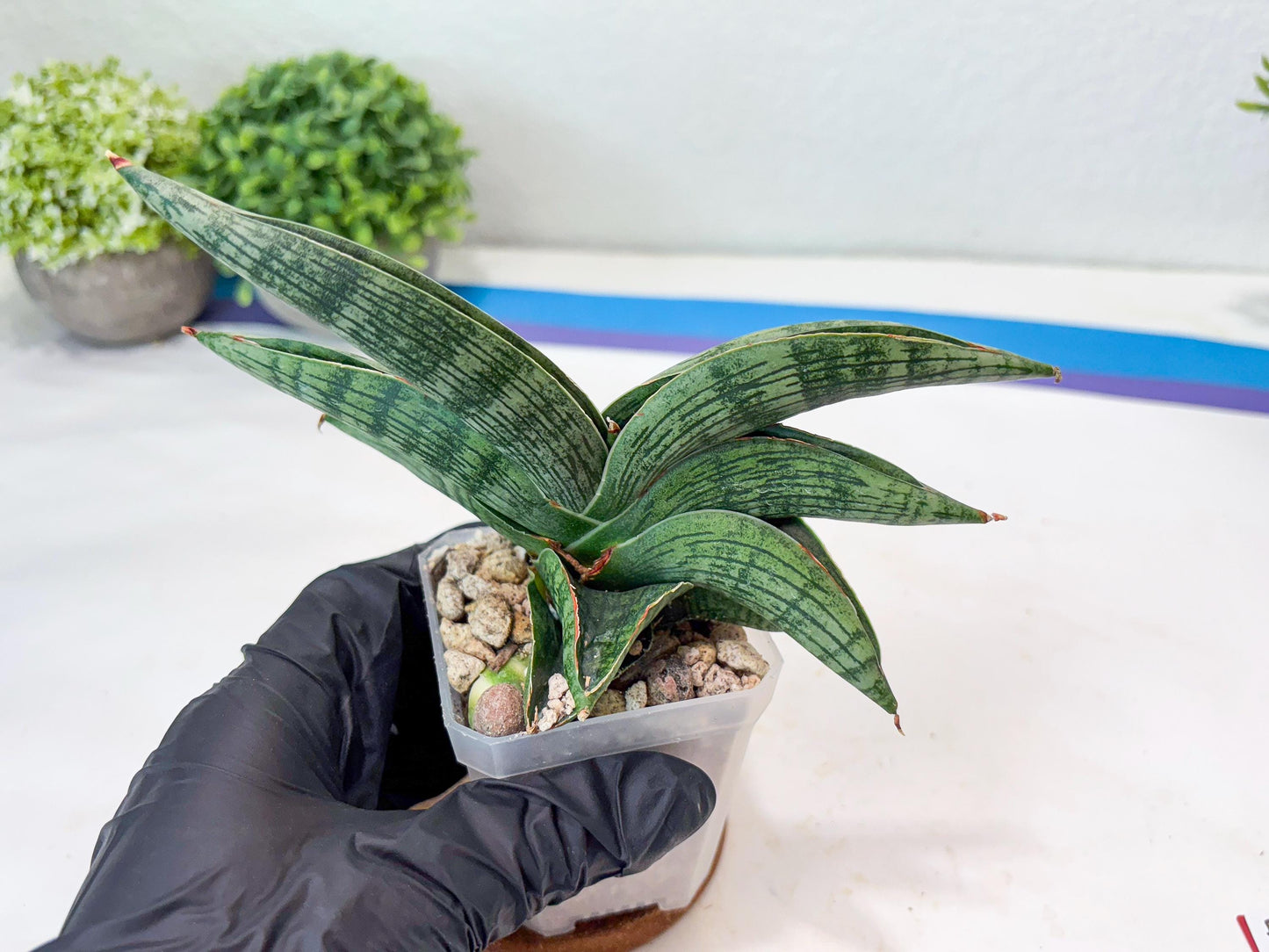 Sansevieria Macho (#Ba31) | Imported Plants