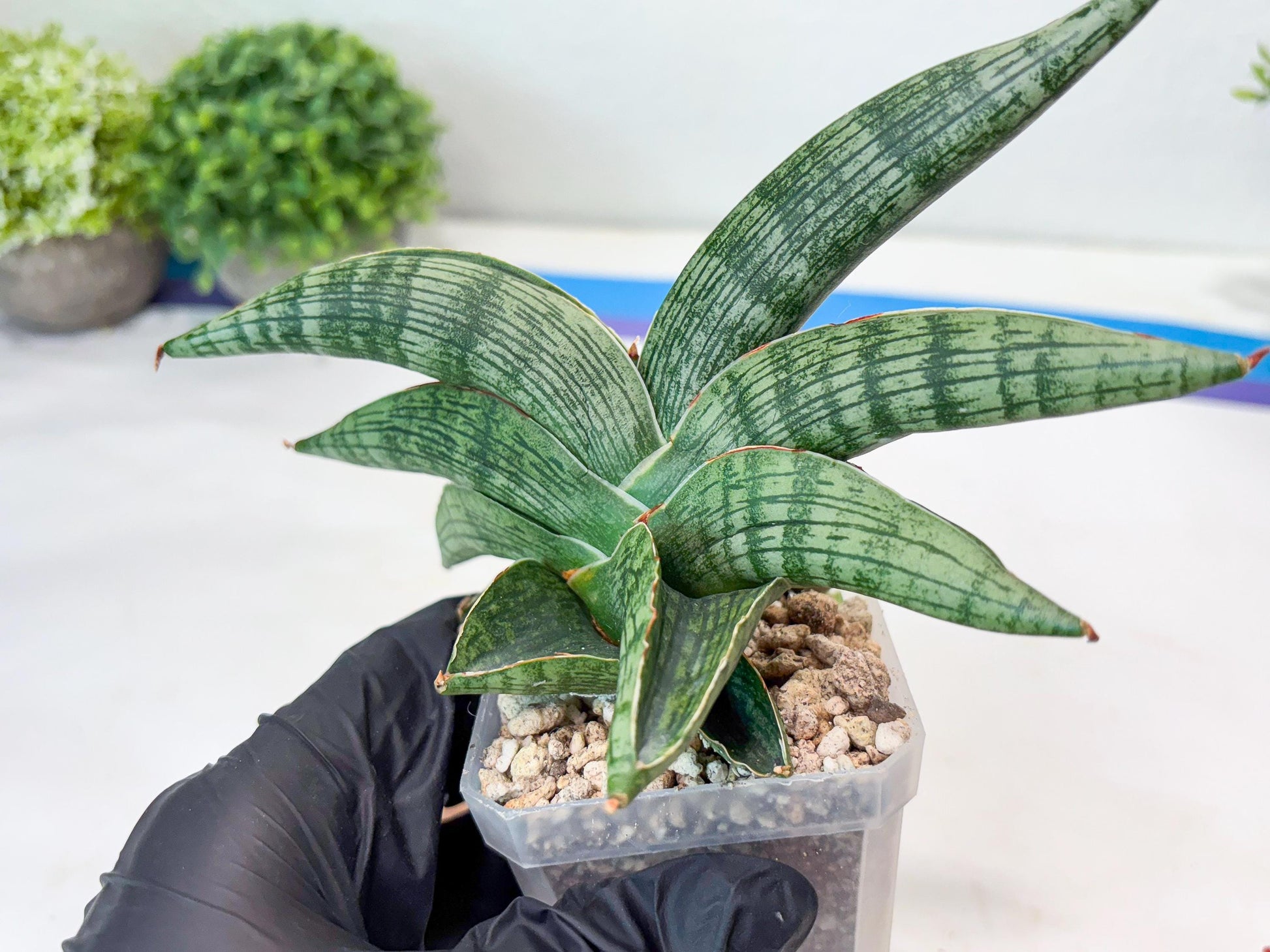 Sansevieria Macho (#Ba31) | Imported Plants