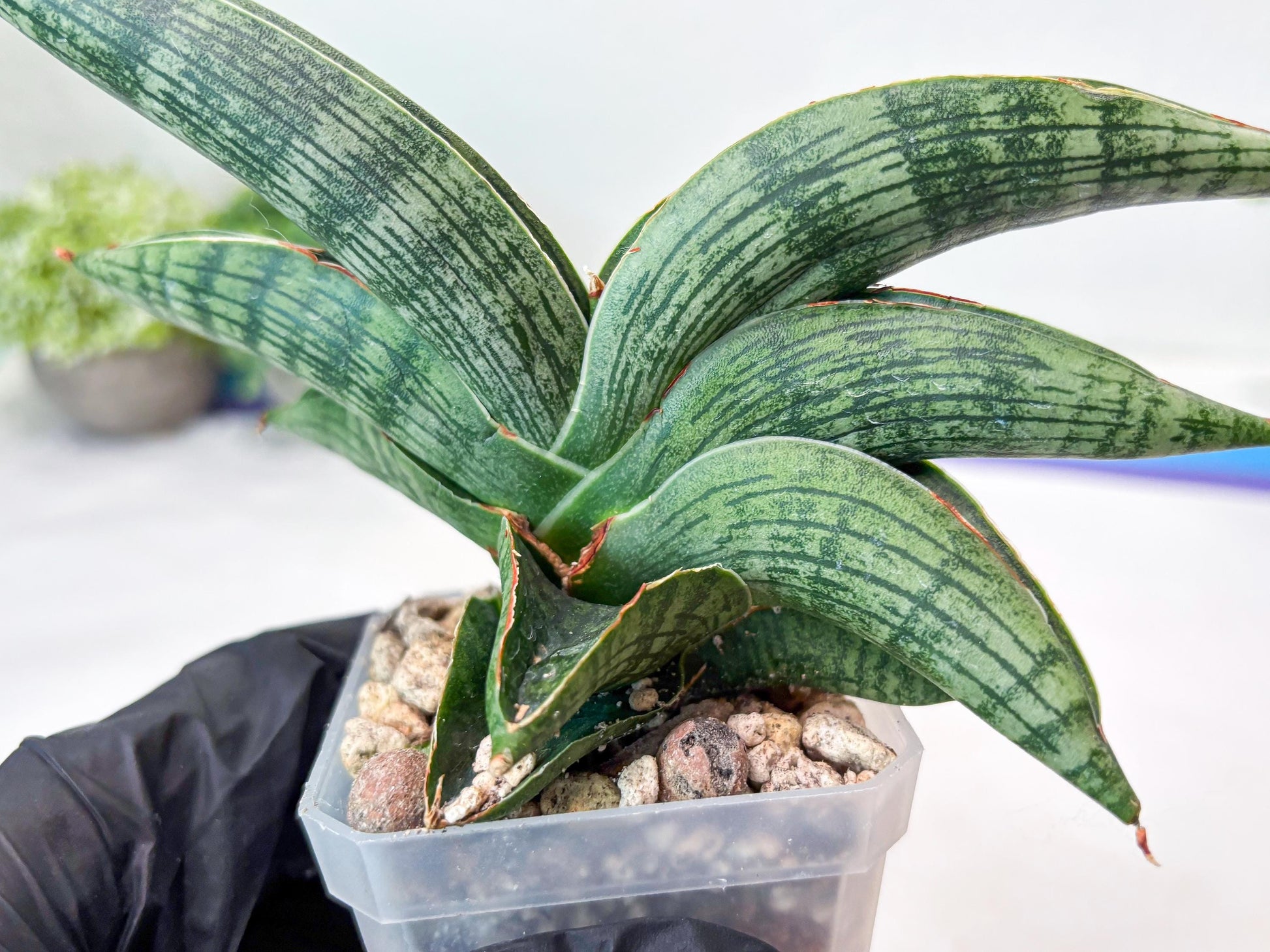 Sansevieria Macho (#Ba31) | Imported Plants