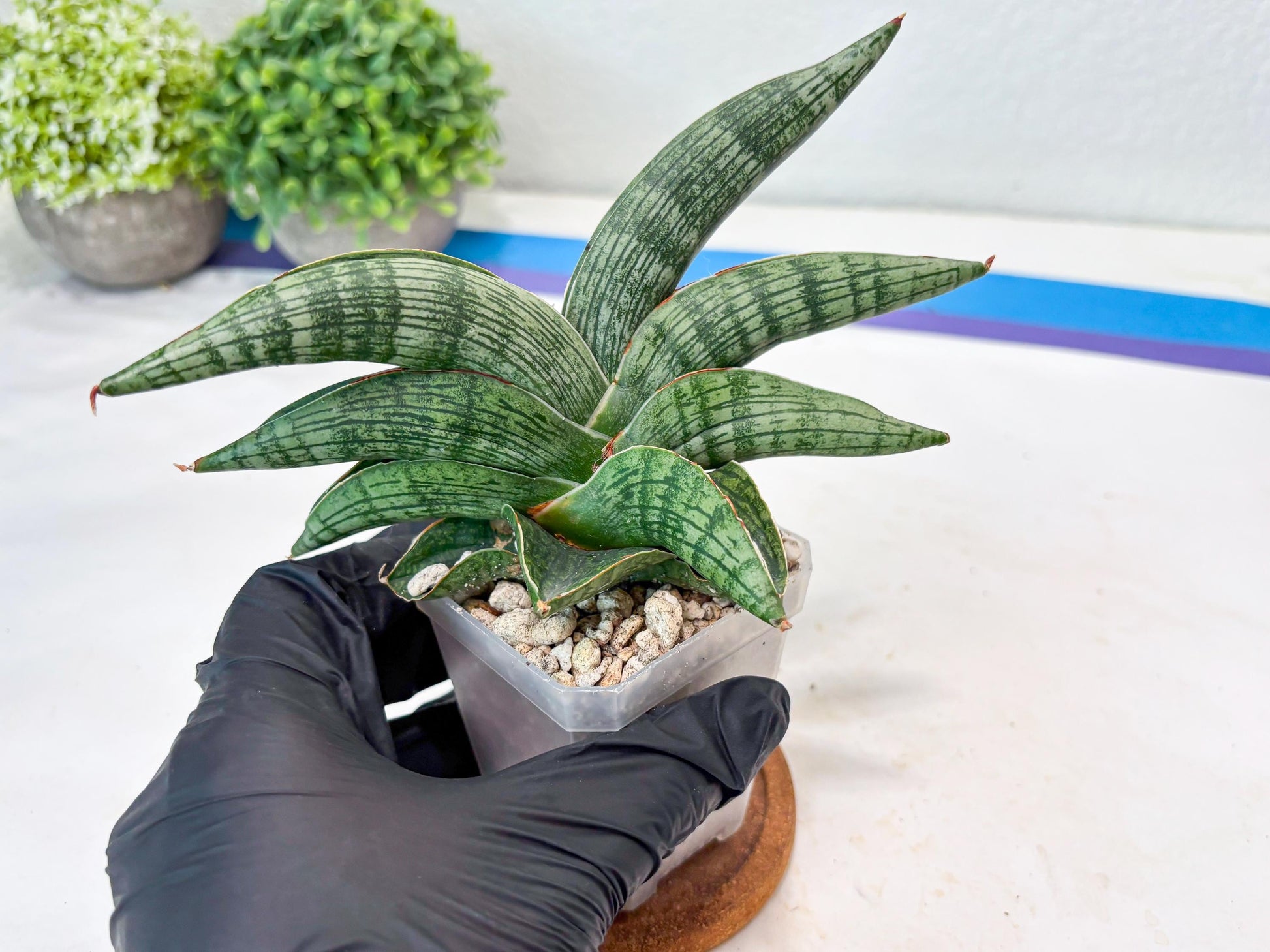 Sansevieria Macho (#Ba31) | Imported Plants