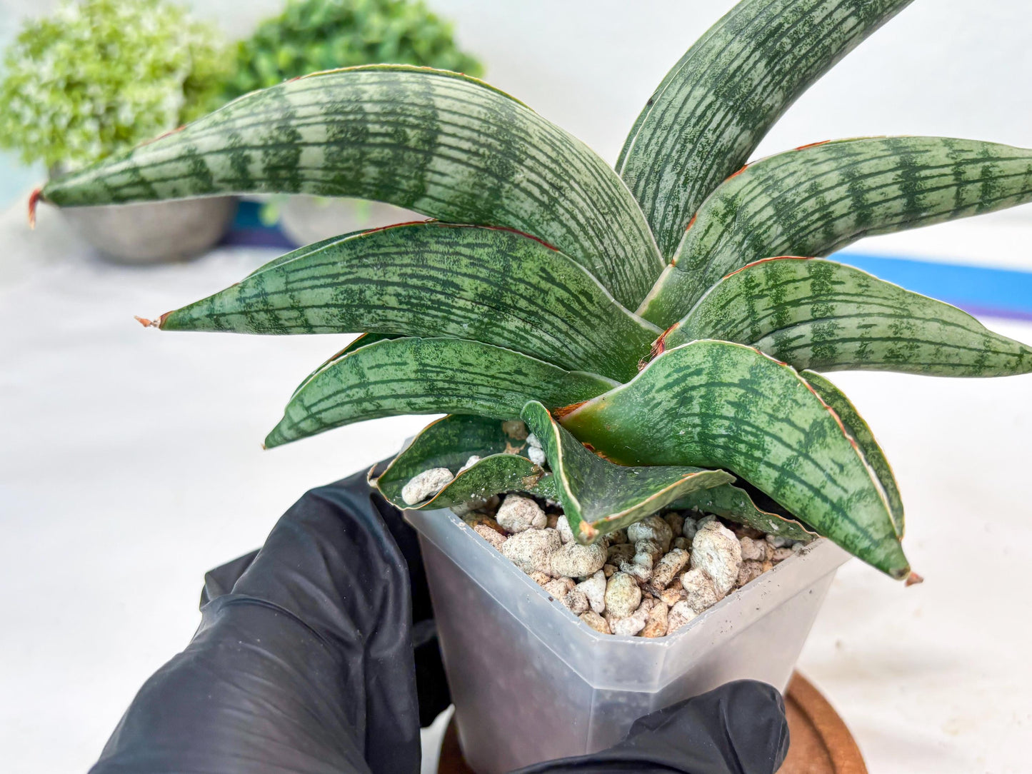 Sansevieria Macho (#Ba31) | Imported Plants