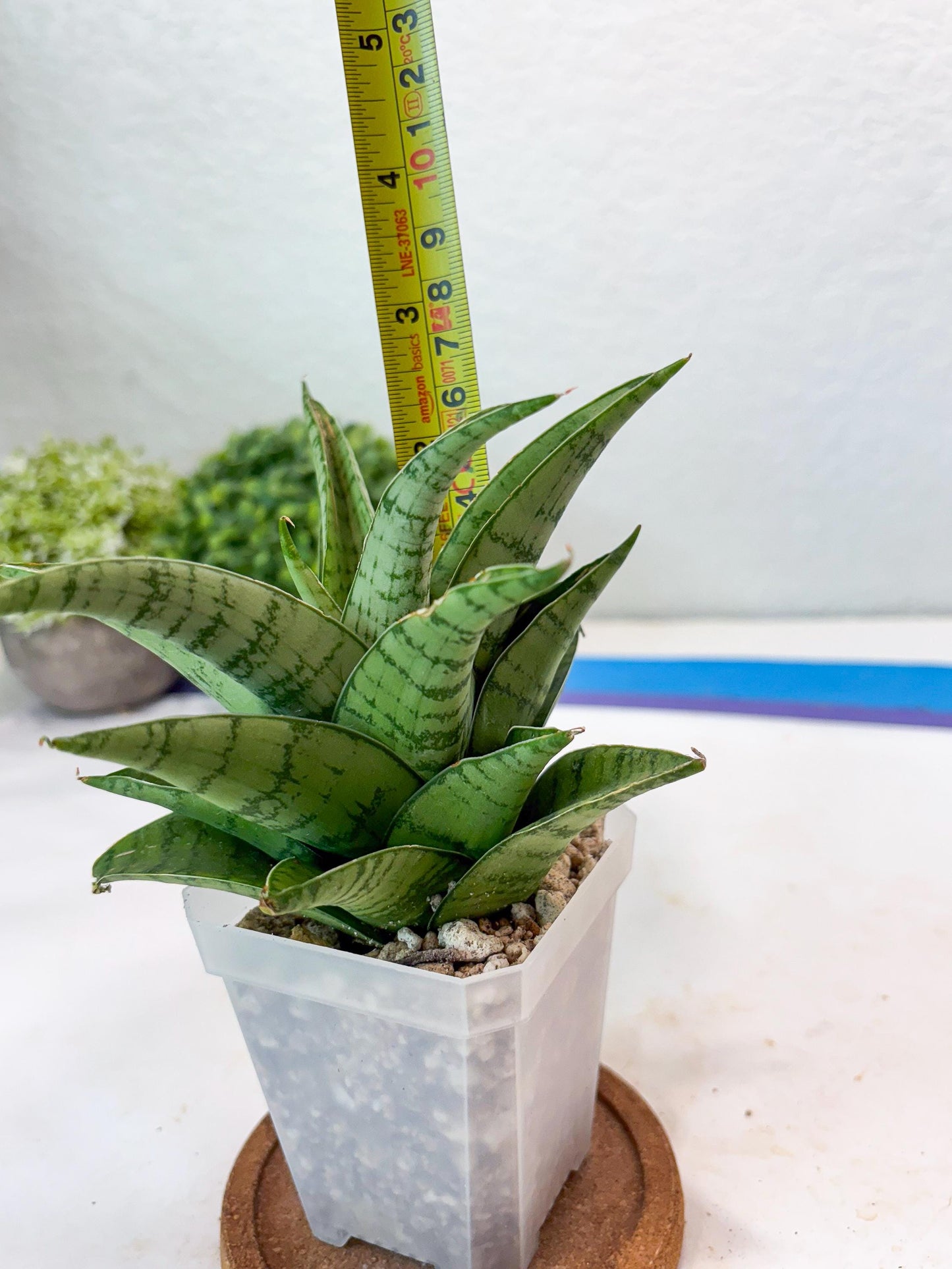 Sansevieria Marisa (#Ba33) | Imported Plants
