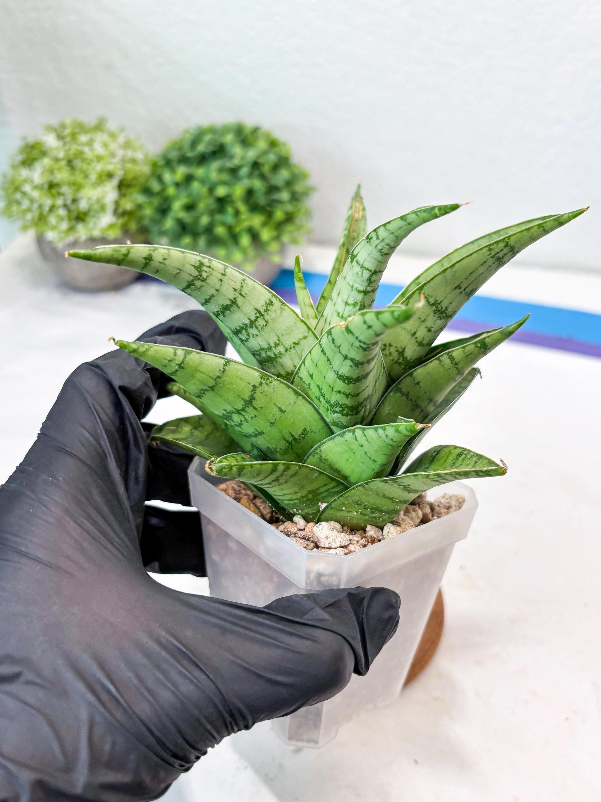 Sansevieria Marisa (#Ba33) | Imported Plants