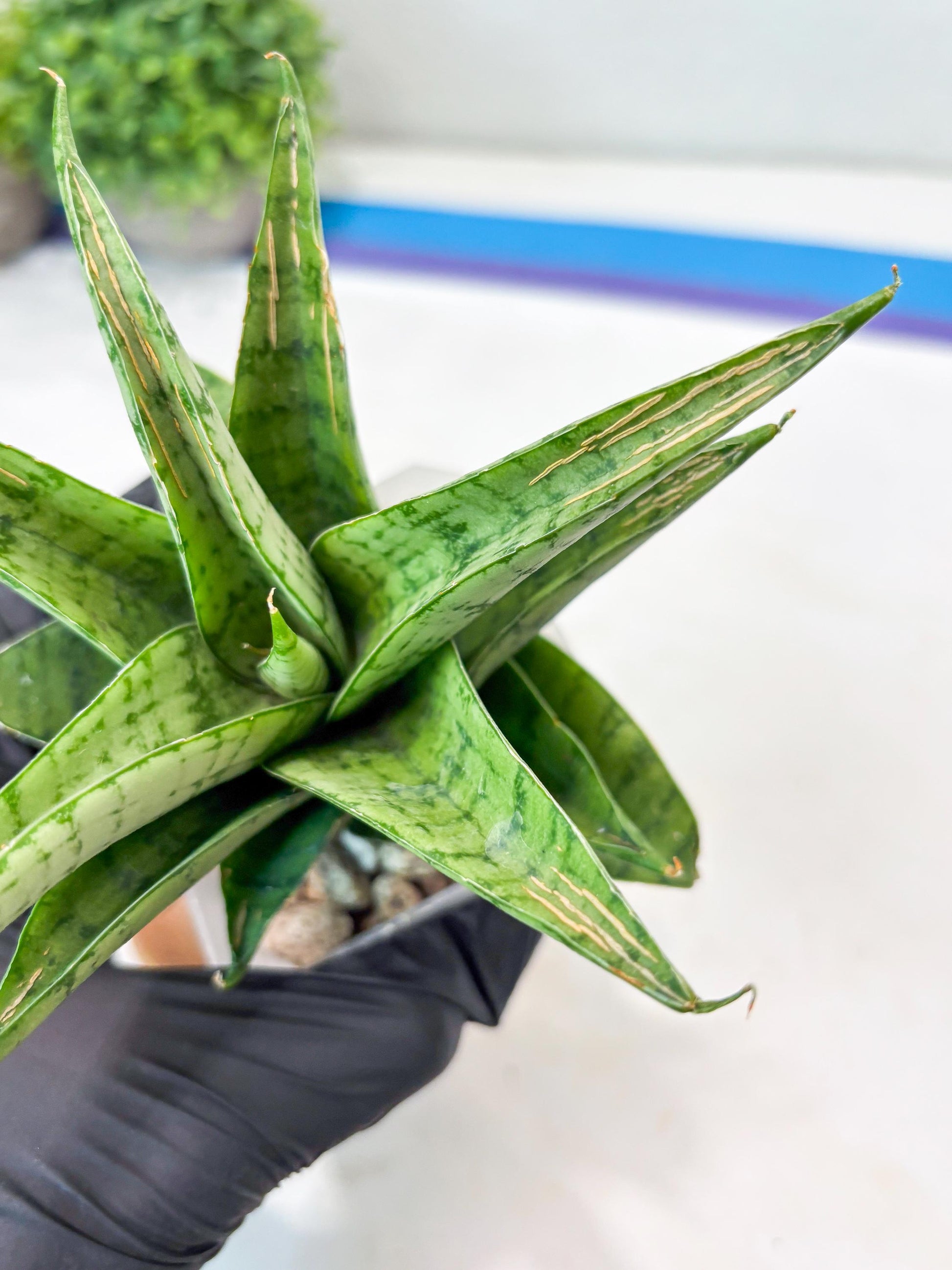 Sansevieria Marisa (#Ba33) | Imported Plants
