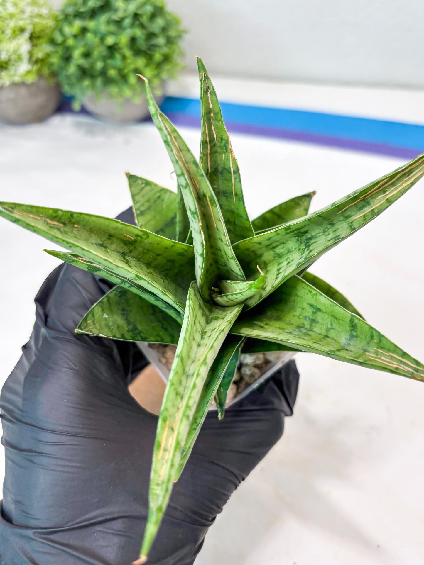 Sansevieria Marisa (#Ba33) | Imported Plants