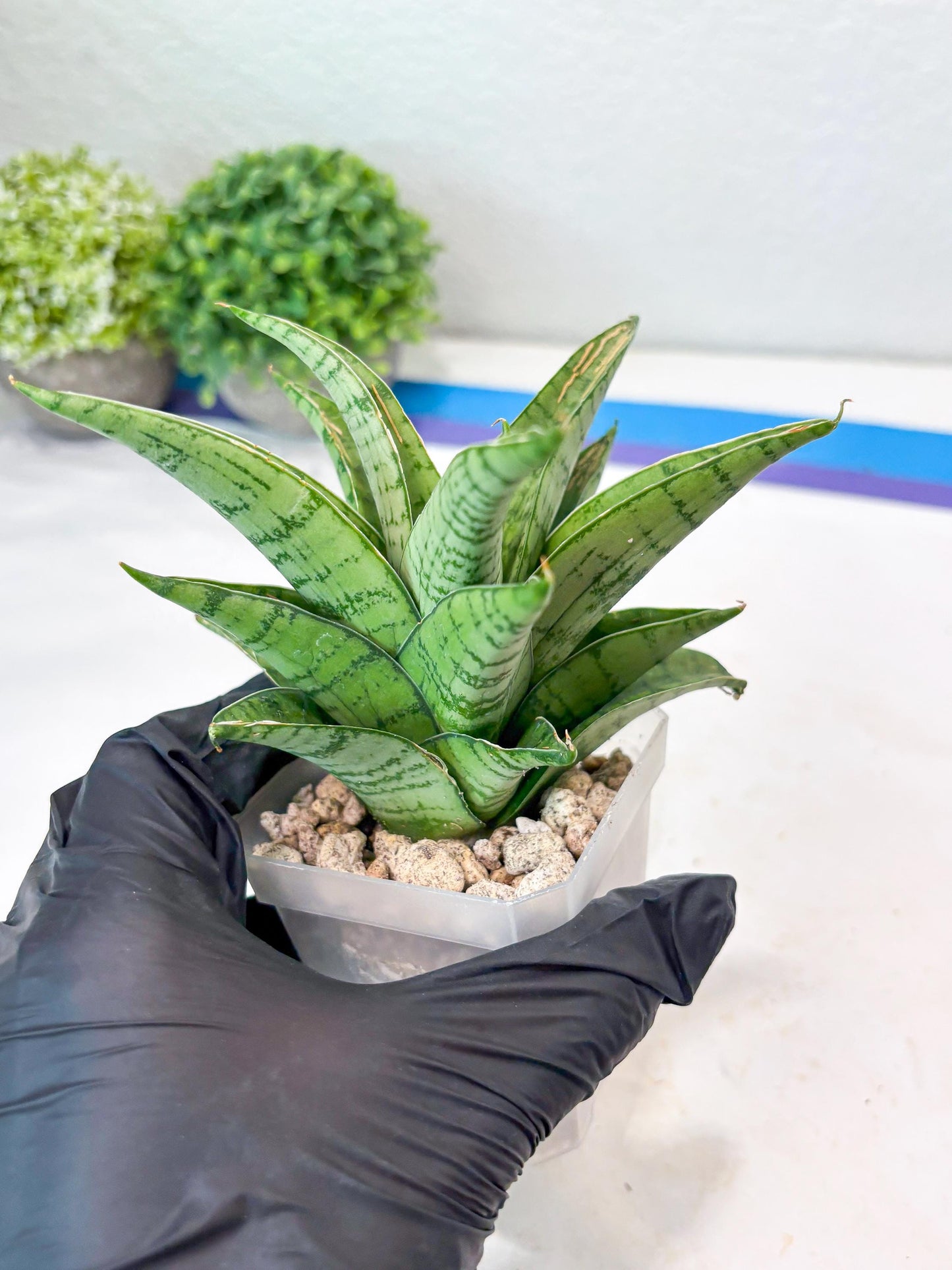 Sansevieria Marisa (#Ba33) | Imported Plants