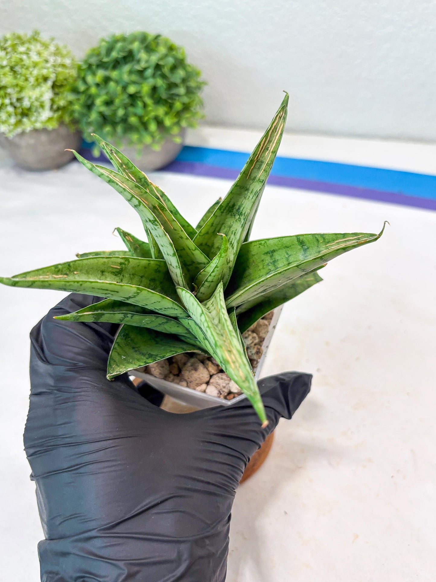 Sansevieria Marisa (#Ba33) | Imported Plants