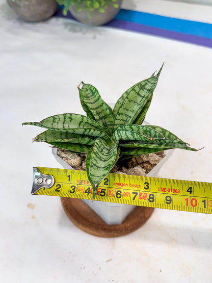 Sansevieria Pandawa (#Ba40) | Imported Plants