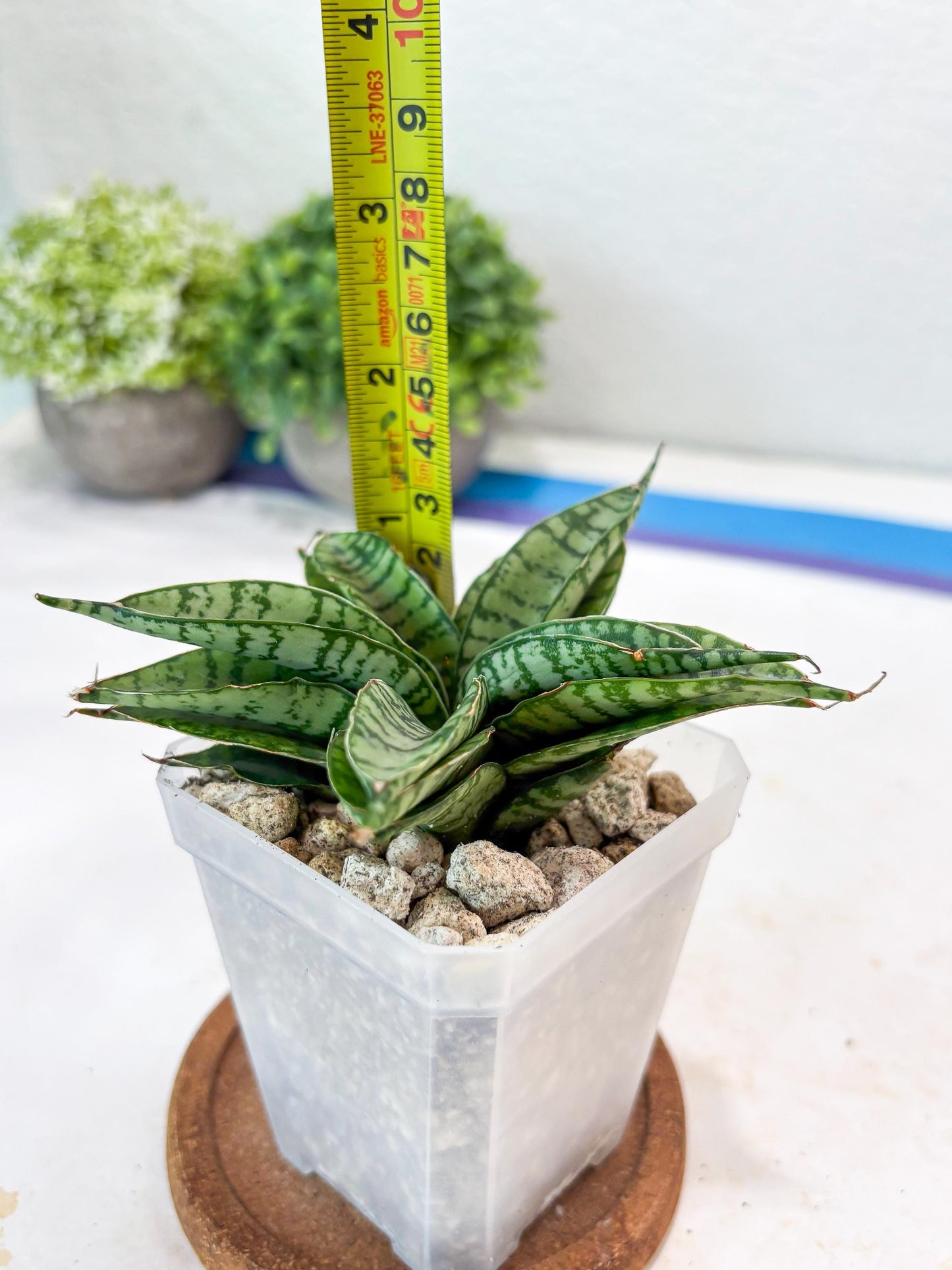 Sansevieria Pandawa (#Ba40) | Imported Plants