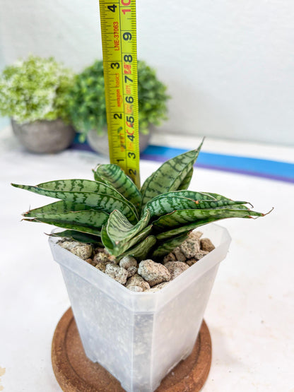 Sansevieria Pandawa (#Ba40) | Imported Plants