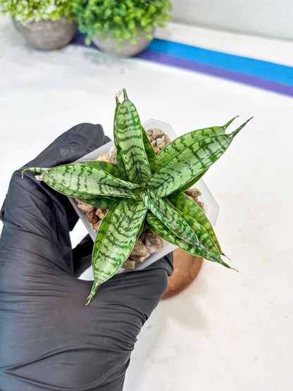 Sansevieria Pandawa (#Ba40) | Imported Plants