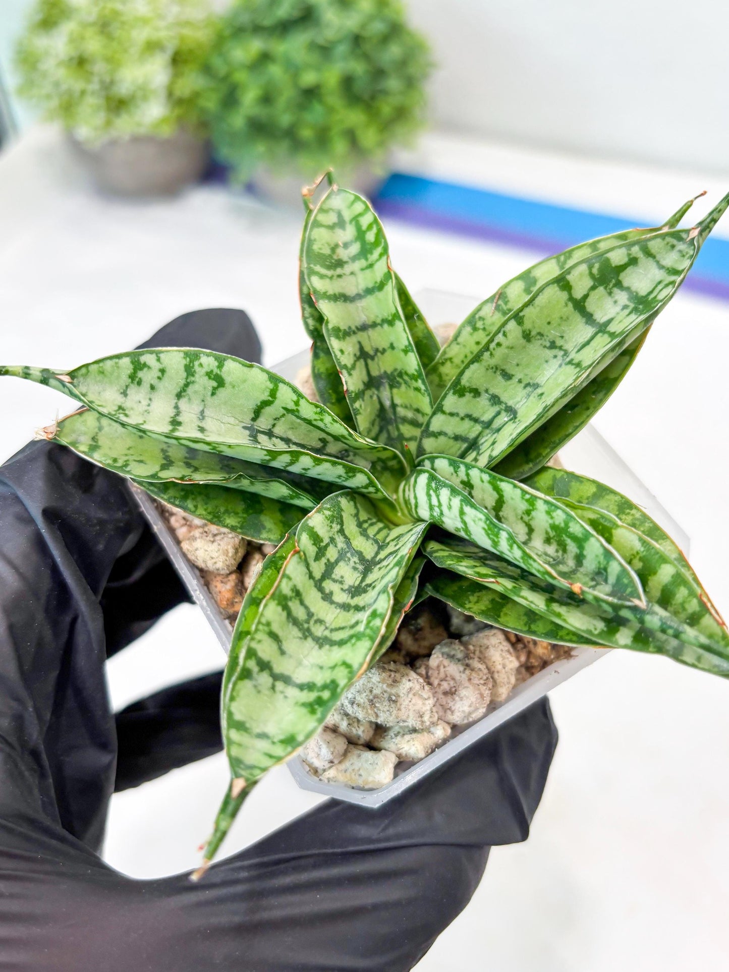 Sansevieria Pandawa (#Ba40) | Imported Plants