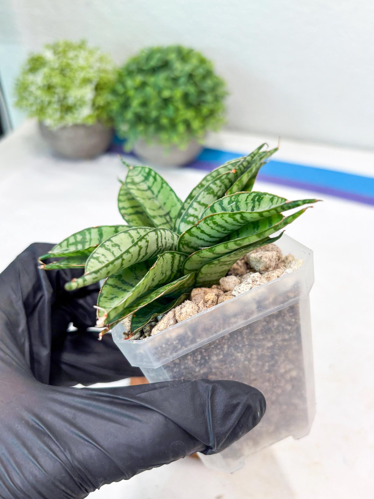 Sansevieria Pandawa (#Ba40) | Imported Plants