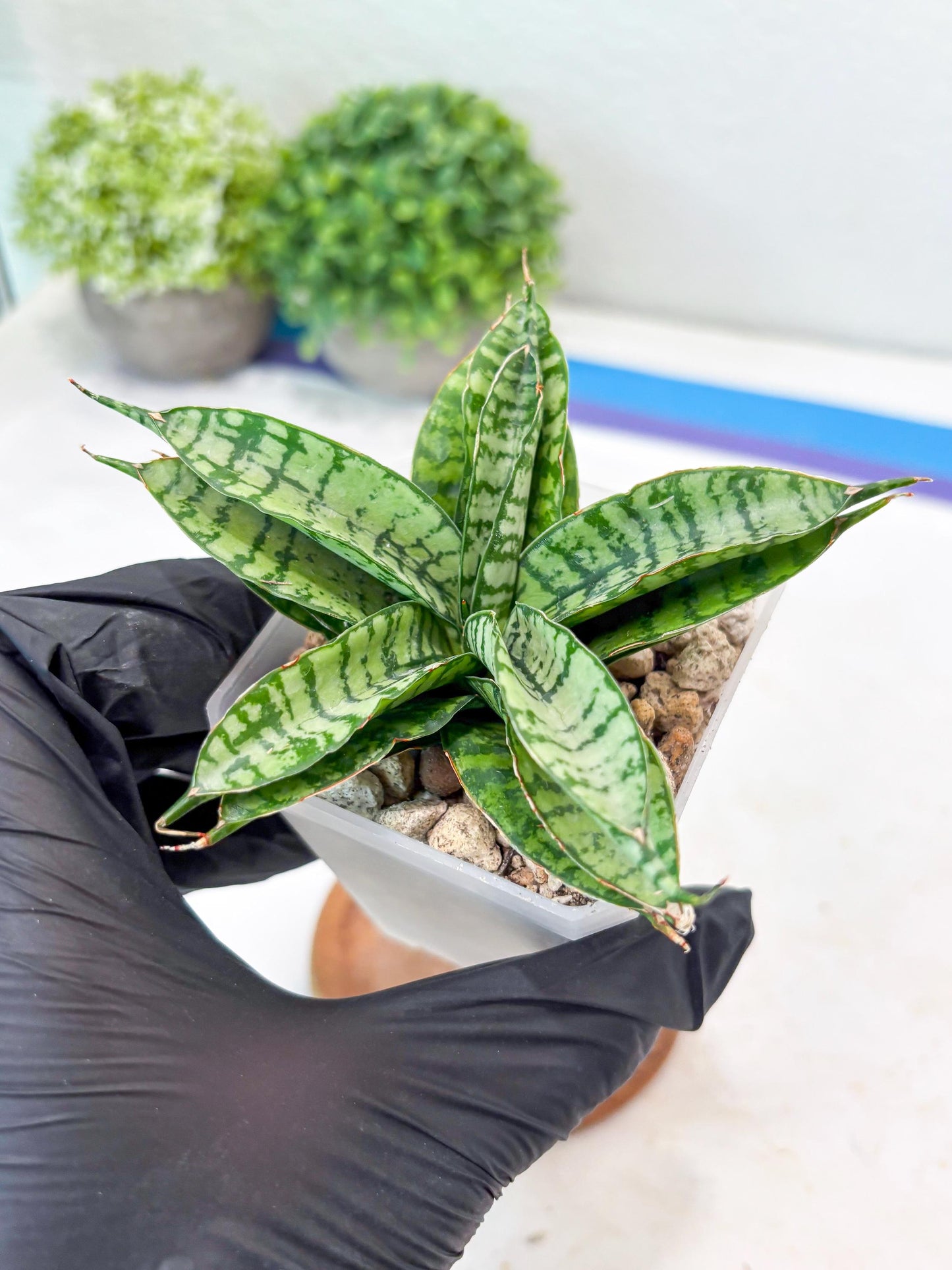 Sansevieria Pandawa (#Ba40) | Imported Plants