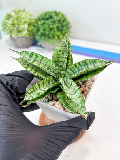 Sansevieria Pandawa (#Ba40) | Imported Plants