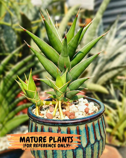 Sansevieria Pinguicula NaNa (#Ba79) | Imported Snake Plant